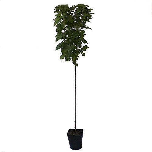 Jonkheer van Tets, rote Johannisbeere Hochstamm ca. 100 cm Stamm 110-130 cm groß im 3-5 Liter Topf von Müllers Grüner Garten Shop