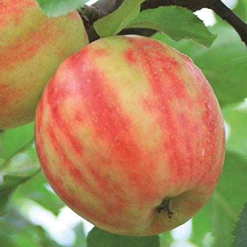 Karneval, Apfelbaum Apfel aus Vanda x Cripps Pink ca. 110-140 cm im 10 Liter Topf, Unterlage M7 Karneval, Apfelbaum Apfel aus Vanda x Cripps Pink ca. 110-140 cm im 10 Liter Topf, Unterlage M7 von Müllers Grüner Garten Shop