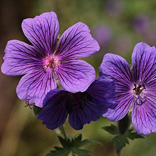 Kaukasus- Storchschnabel Geranium renardii Philippe Vapelle blau violette Blüte Staude 0,5 L Topf von Müllers Grüner Garten Shop