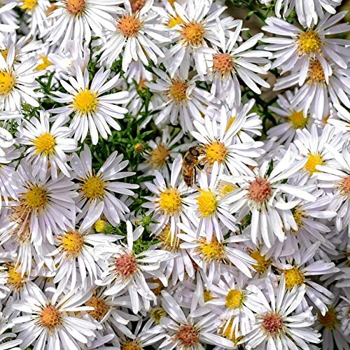 Kissenaster weiß Aster dumosus Apollo Staude Herbstaster im 0,5 Liter Topf von Müllers Grüner Garten Shop