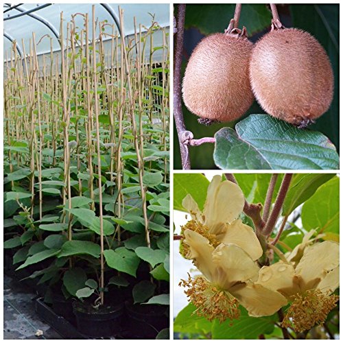 Kiwi 2er Set Frucht Kiwi Pflanze Hayward und Bestäuber Atlas Actinidia chinensis 40-80 cm 2-3 Liter Topf Kiwi 2er Set Frucht Kiwi Pflanze Hayward und Bestäuber Atlas Actinidia chinensis 40-80 cm 2-3 Liter Topf von Müllers Grüner Garten Shop