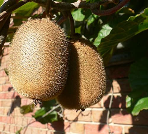 Kiwi Hayward weibliche Kiwipflanze Actinidia chinensis ca. 60-100 cm Pflanze mit 2-3 Liter Topfballen Kiwi Hayward weibliche Kiwipflanze Actinidia chinensis ca. 60-100 cm Pflanze mit 2-3 Liter Topfballen von Müllers Grüner Garten Shop