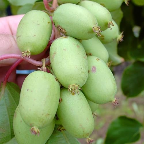 Kiwi Issai selbstfruchtbare Bayernkiwi Actinidia arguta ca. 60-100 cm mit 2-3 Liter Topfballen von Müllers Grüner Garten Shop