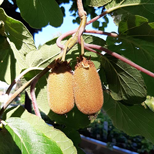 Kiwi Jenny Kiwipflanze Actinidia arguta dekorative + leckere Kiwi selbstfruchtbar 40-60 cm, gestäbt Kiwi Jenny Kiwipflanze Actinidia arguta dekorative + leckere Kiwi selbstfruchtbar 40-60 cm, gestäbt von Müllers Grüner Garten Shop