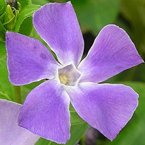 Kleines Immergrün, Vinca minor, blaublühend im April-Mai, Bodendecker, Staude im 0,5 Liter Topf Kleines Immergrün, Vinca minor, blaublühend im April-Mai, Bodendecker, Staude im 0,5 Liter Topf von Müllers Grüner Garten Shop