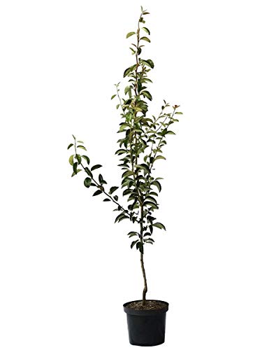Köstliche von Charneux sehr feine Tafelbirne Buschbaum Birnenbaum 110-140 cm 9,5 L Topf Quitte A von Müllers Grüner Garten Shop
