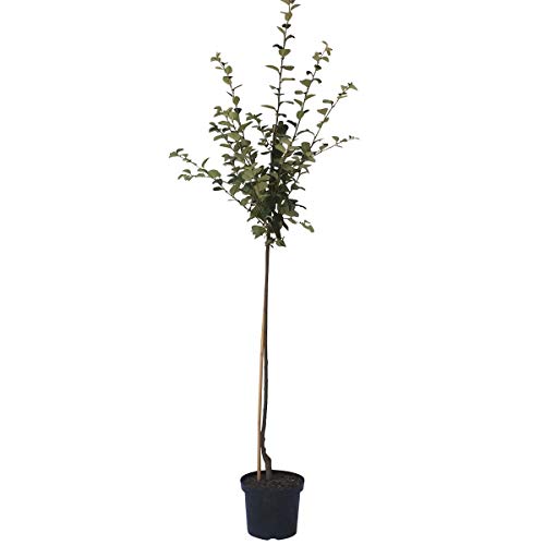 Konstantinopler Apfelquitte Halbstamm selbstfruchtbar 150-170 cm im 10 Liter Topf Unterlage Quitte A von Müllers Grüner Garten Shop