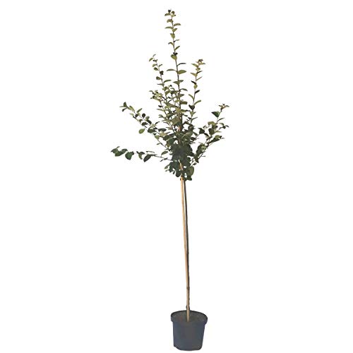 Konstantinopler Apfelquitte Halbstamm selbstfruchtbar 150-170 cm im 9,5 Liter Topf Unterlage Quitte A von Müllers Grüner Garten Shop