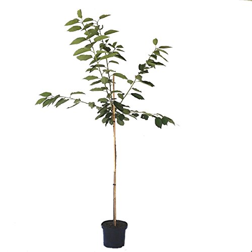 Kordia großfrüchtige Süßkirsche Kirschbaum Halbstamm 150-170 cm 10 Liter Topf Unterlage F12/1 von Müllers Grüner Garten Shop