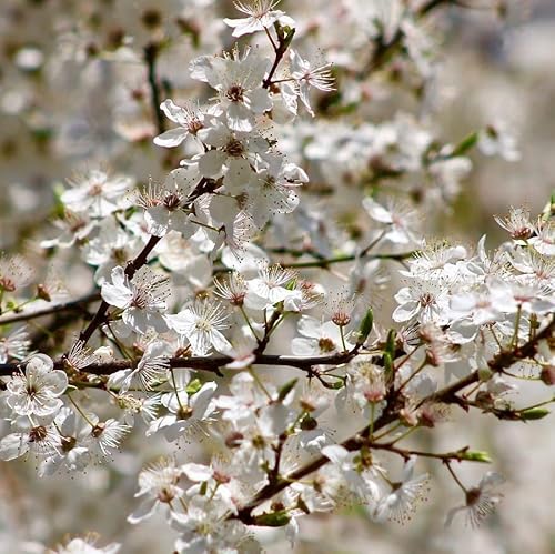 Kurilenkirsche Brilliant- Prunus kurilensis kleine Zierkirsche weiße Blüten ca. 40-80 cm, 3-5 Liter Topfballen von Müllers Grüner Garten Shop