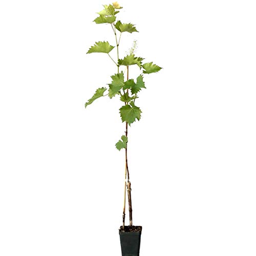Lakemont pilzfeste Weinrebe kernlos helle fruchtige Weintraube sehr winterhart ca. 60-90 cm von Müllers Grüner Garten Shop