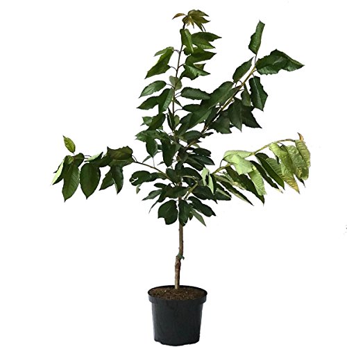 Lapins selbstfruchtbare Süßkirsche Kirschbaum Buschbaum 110-140 cm 10 Liter Topf Unterlage: F12/I von Müllers Grüner Garten Shop