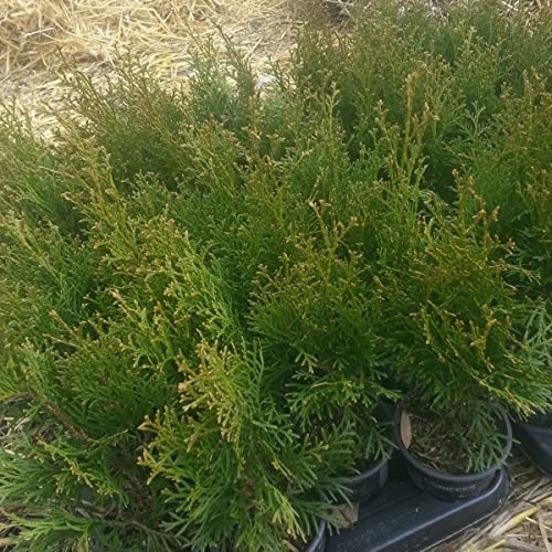 Lebensbaum Smaragd Thuja occidentalis Smaragd 30-35 cm im Topf tolle Heckenpflanze von Müllers Grüner Garten Shop