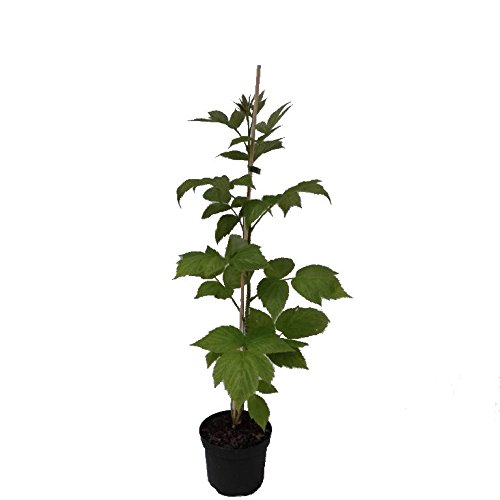 Malling Promise Himbeere sommertragend aromatisch Himbeerpflanze 60-100 cm 2 Liter Topf von Müllers Grüner Garten Shop