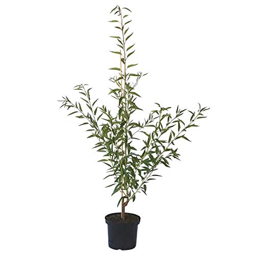 Mandelbaum Mandelkönigin robuste selbstfruchtbar Süßmandel Buschbaum 110-140 cm im 10 Liter Topf Mandelbaum Mandelkönigin robuste selbstfruchtbar Süßmandel Buschbaum 110-140 cm im 10 Liter Topf von Müllers Grüner Garten Shop