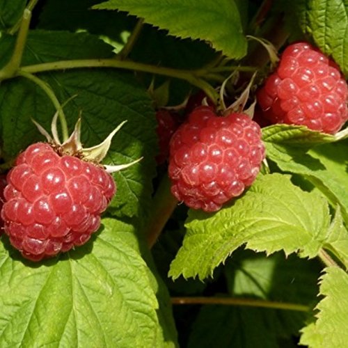 Meeker (R), sommertragende Himbeere. besonders aromastark und lecker ca. 60-80 cm hoch, 2 Liter Topf von Müllers Grüner Garten Shop