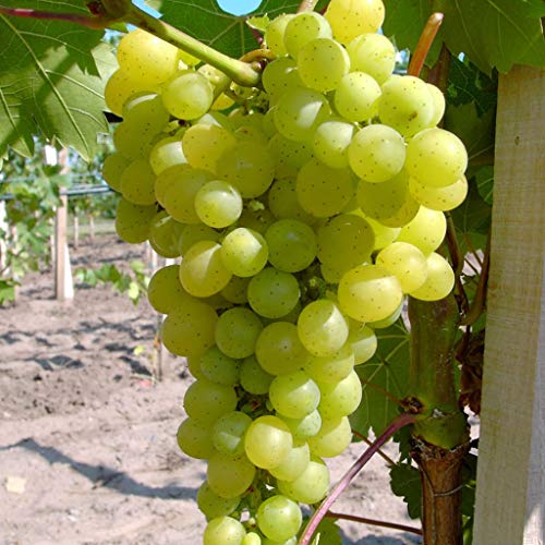 Millennium pilzfeste Weinrebe kernlose helle Traube 80-100 cm im 3,5 Liter Topf von Müllers Grüner Garten Shop
