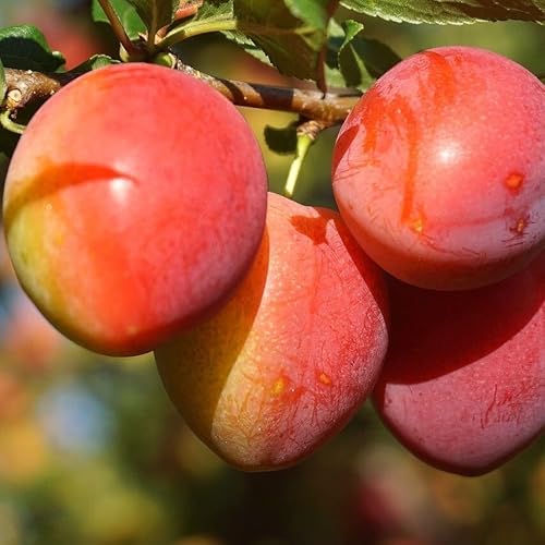 Mirabelle Miroma® Mirabellenbaum gelb-orange Früchte sehr aromatisch süß Buschbaum von Müllers Grüner Garten Shop