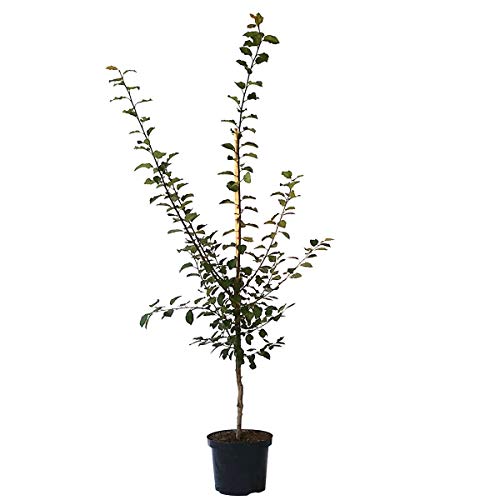 Mirabelle von Nancy aromatisch süße historische Sorte Mirabellenbaum Buschbaum 110-140 cm 10 Liter Topf St.Julien A von Müllers Grüner Garten Shop