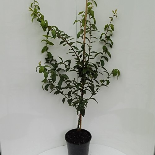 Mispel Westerveld Mespilus germanica Buschbaum 110-140 cm im 10 Liter Topf Unterlage Quitte A von Müllers Grüner Garten Shop