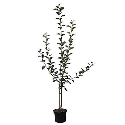 Apfelbaum Dülmener Rosenapfel alte robuste Sorte saftig süß Buschbaum 110-140 cm 10 Liter Topf M7 Apfelbaum Dülmener Rosenapfel alte robuste Sorte saftig süß Buschbaum 110-140 cm 10 Liter Topf M7 von Müllers Grüner Garten Shop