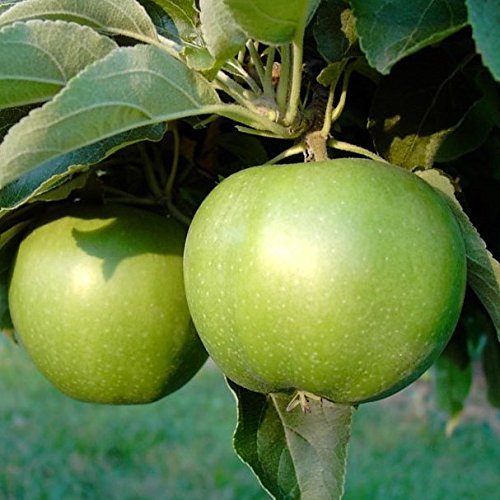 Apfelbaum Granny Smith Apfel beliebte Handelssorte Buschbaum 110-140 cm 10 L Topf Unterlage M7 von Müllers Grüner Garten Shop