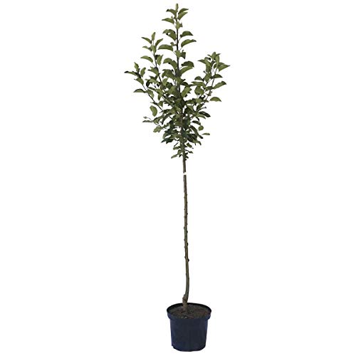 Apfelbaum Roter James Grieve alter historischer Sommerapfel Halbstamm 150-170 cm 10 L Topf Unterlage M7 von Müllers Grüner Garten Shop