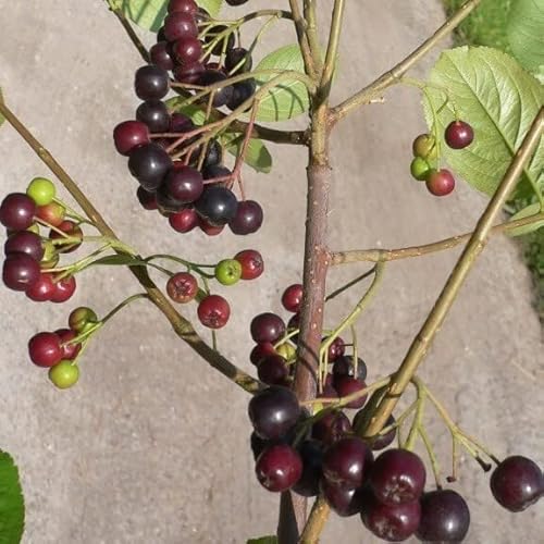 Aronia Nero schwarze Apfelbeere großfruchtige Sorte 30-40 cm Pflanze im 3 Liter Topf von Müllers Grüner Garten Shop