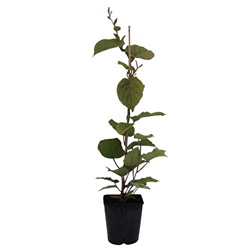 Atlas männliche Kiwi Pflanze Actinidia chinensis ca. 60-100 cm im 3 Liter Topf Bestäuber und Befruchtersorte von Müllers Grüner Garten Shop