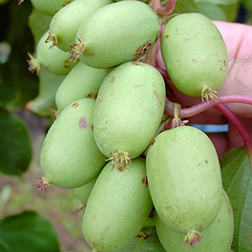 Bayernkiwi weibliche fruchtragende Pflanze, kleine grüne Früchte, Actinidia arguta 60-100 cm 3 Liter Topfballen von Müllers Grüner Garten Shop