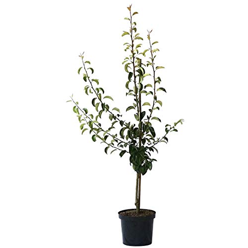 Birnenbaum Clapps Liebling Sommerbirne Buschbaum 110-140 cm im 9,5 Liter Topf Unterlage Quitte A von Müllers Grüner Garten Shop