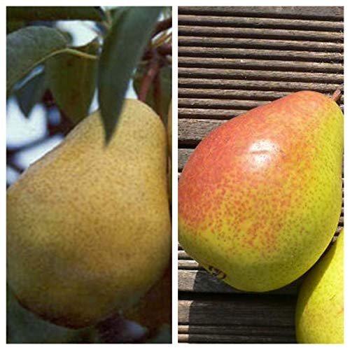 Müllers Grüner Garten Shop Birnenbaum Duo Birnenbaum Williams Christ und Gute Luise Buschbaum 120 cm Müllers Grüner Garten Shop Birnenbaum Duo Birnenbaum Williams Christ und Gute Luise Buschbaum 120 cm von Müllers Grüner Garten Shop