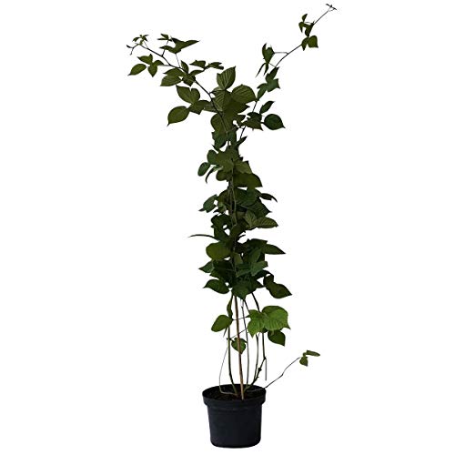 Brombeere Black Satin, süße saftige aromatische Beeren, stachellos ca. 60 cm im 3 Liter Topf von Müllers Grüner Garten Shop