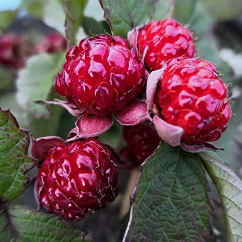 Brombeere Dorman Red äusserst aromatisch mit roten Beeren ca. 60-100 cm im 3,5 Liter Topf von Müllers Grüner Garten Shop