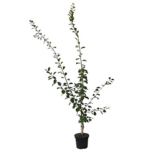 Bühler Frühzwetsche historische Zwetsche gut steinlösend Zwetschge Buschbaum 110-140 cm 10 L Topf Bühler Frühzwetsche historische Zwetsche gut steinlösend Zwetschge Buschbaum 110-140 cm 10 L Topf von Müllers Grüner Garten Shop