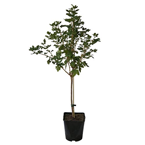 Captivator fast dornenlose Stachelbeere rote Früchte Fußstamm 50 cm Stamm 80-100 cm im 3-5 Liter Topf Captivator fast dornenlose Stachelbeere rote Früchte Fußstamm 50 cm Stamm 80-100 cm im 3-5 Liter Topf von Müllers Grüner Garten Shop