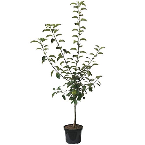 Cox Orange kleinbleibender Apfelbaum Obstbaum als Zwergbaum 110-140 cm 10 Liter Topf M26 von Müllers Grüner Garten Shop