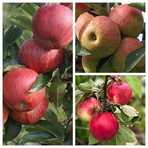 Familienbaum Trio Apfelbaum mit drei Apfelsorten Gala - Elstar - Cox Orange Familienbaum Trio Apfelbaum mit drei Apfelsorten Gala - Elstar - Cox Orange von Müllers Grüner Garten Shop