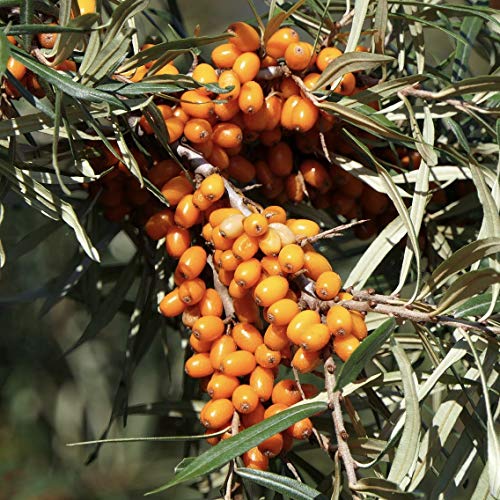 Friesdorfer Orange, selbstfruchtbare Sanddornsorte, Sanddorn im 3 Liter Topf ca. 40-60 cm hoch von Müllers Grüner Garten Shop