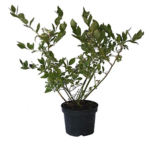 Heidelbeere Denise blue Blaubeere Vaccinium corymbosum Kulturheidelbeere 40-60 cm 3 Liter Topf von Müllers Grüner Garten Shop