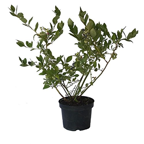 Heidelbeere Denise blue Blaubeere Vaccinium corymbosum Kulturheidelbeere 40-60 cm 3 Liter Topf von Müllers Grüner Garten Shop