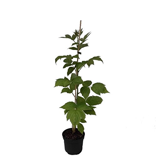 Himbo-Star (R) Himbeere herbsttragende Himbeerpflanze lange Reifezeit 60-100 cm 2 Liter Topf von Müllers Grüner Garten Shop