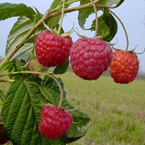 Himbo Top (R), Himbeere herbsttragende Sorte resistent gegen Wurzelfäule, wüchsig, im 2 Liter Topf von Müllers Grüner Garten Shop