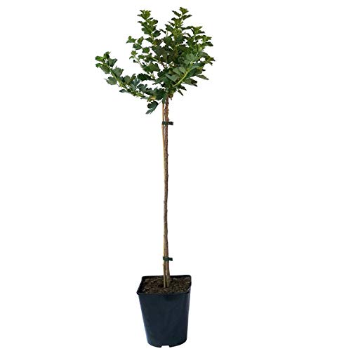 Hinnonmäki rot kräftiger Stachelbeere Hochstamm ca. 90 cm Stamm im 3-5 Liter Topf 130-150 cm groß von Müllers Grüner Garten Shop