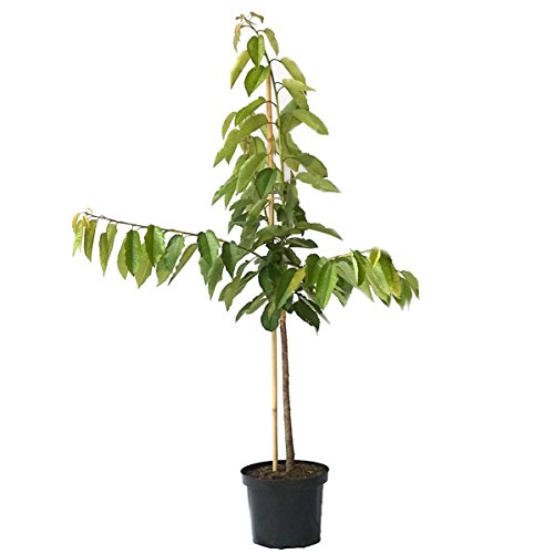Kirschbaum Burlat frühe robuste Süßkirsche Buschbaum 110-140 cm im 10 Liter Topf Unterlage F12/I von Müllers Grüner Garten Shop