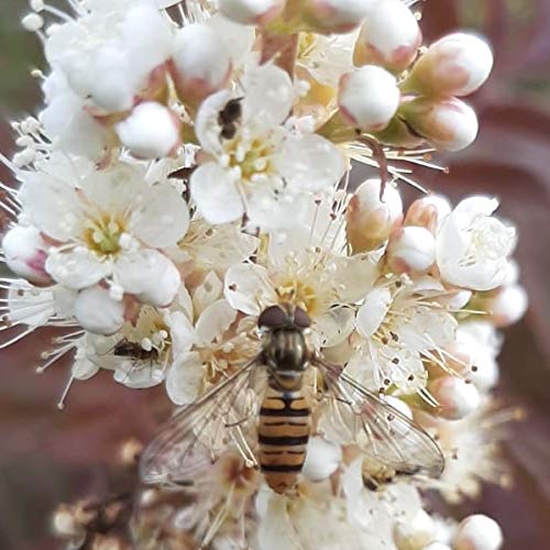 NEU! Fiederspiere Sem® Sorbaria sorbifolia Sibirische Fiederspiere Bienenweide 40-60 cm 3 L Topf von Müllers Grüner Garten Shop