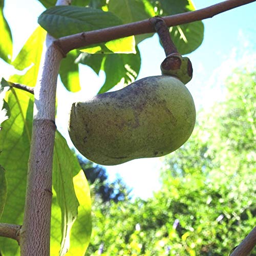 Müllers Grüner Garten Shop Paw Paw Indianerbanane Asimina triloba veredelte Sorte Overleese ca. 40-60 cm im 1 Liter Topf von Müllers Grüner Garten Shop