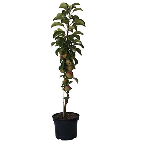 Säulenapfel Starline(R) Silver Pearl(S) schöner essbarer Zierapfel 80-120 cm 7-10 L Topf Unterlage: M7 von Müllers Grüner Garten Shop