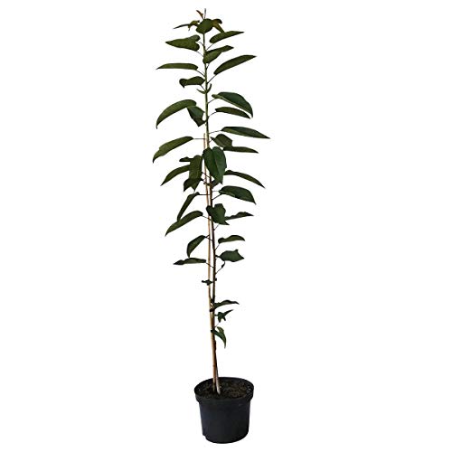 Säulenkirsche Sylvia Säulenobst Terrassenobst Heckenobst Süßkirsche 60-100 cm 7,5 Liter Topf Colt von Müllers Grüner Garten Shop
