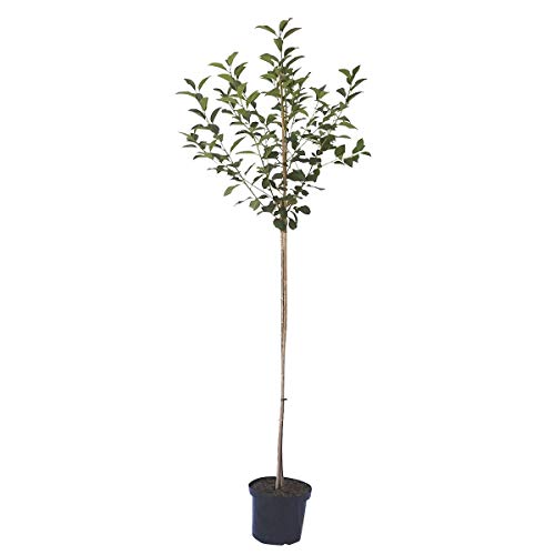 Sauerkirschbaum Schattenmorelle saure Kirsche Halbstamm 150-170 cm 10 Liter Topf Unterlage F12/1 von Müllers Grüner Garten Shop